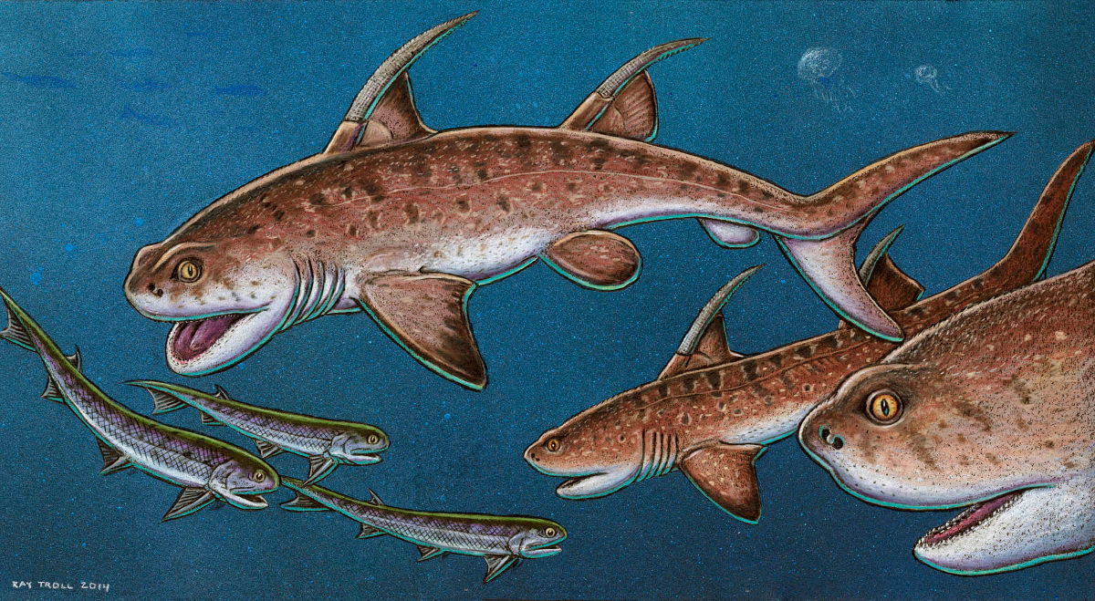 Godzilla Shark | Shark-References